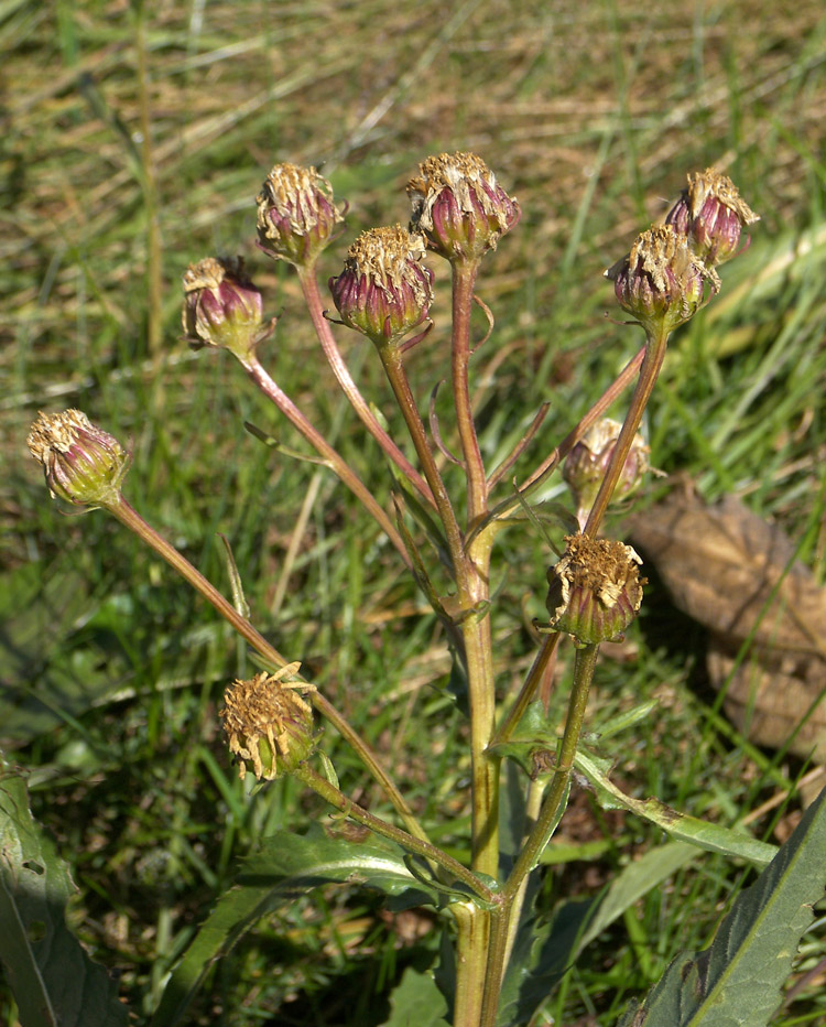 Изображение особи Senecio racemosus.