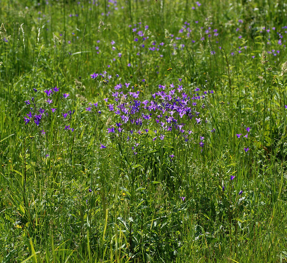 Image of Campanula patula specimen.