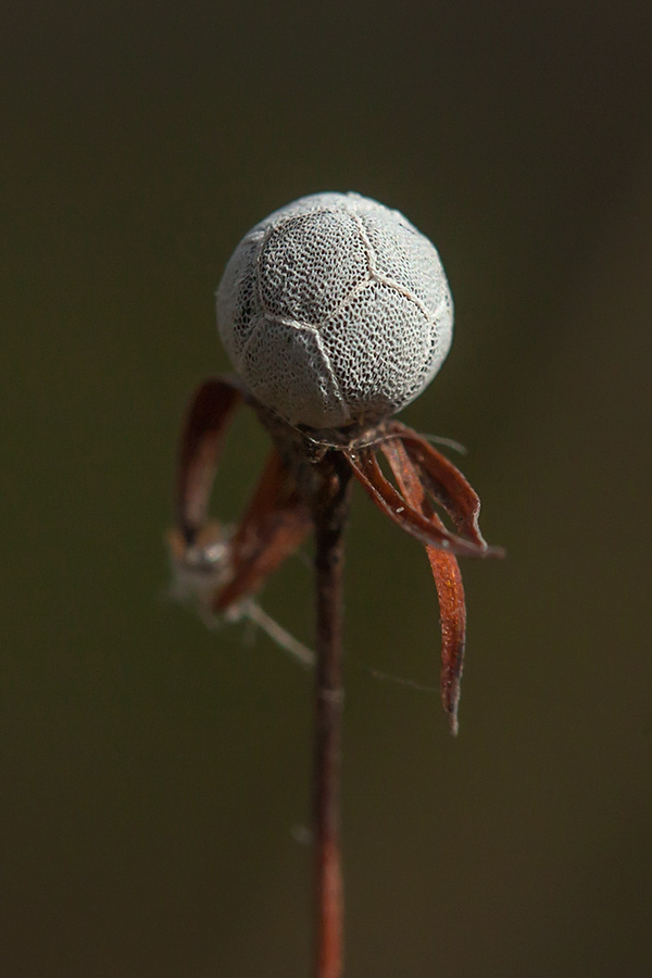 Image of Trientalis europaea specimen.