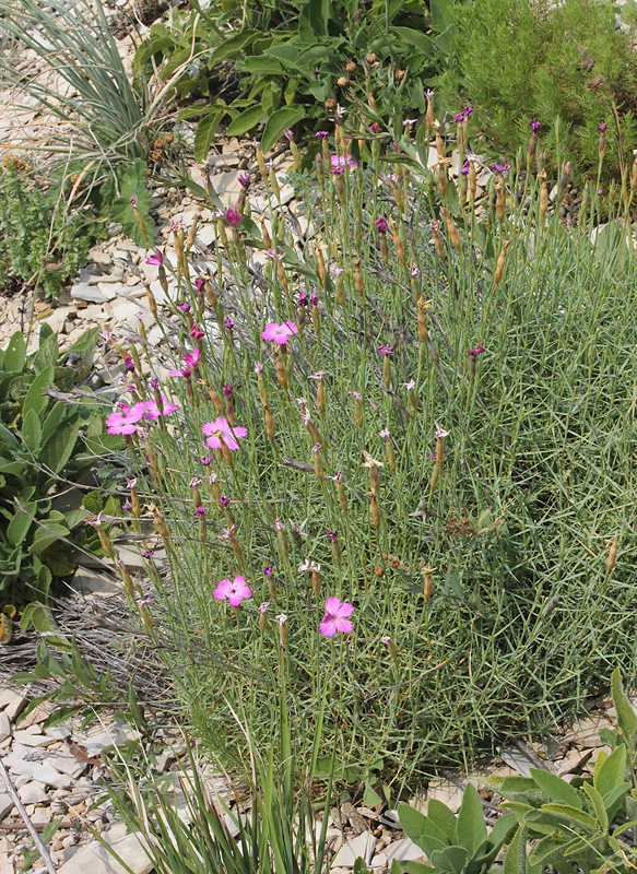 Изображение особи Dianthus acantholimonoides.