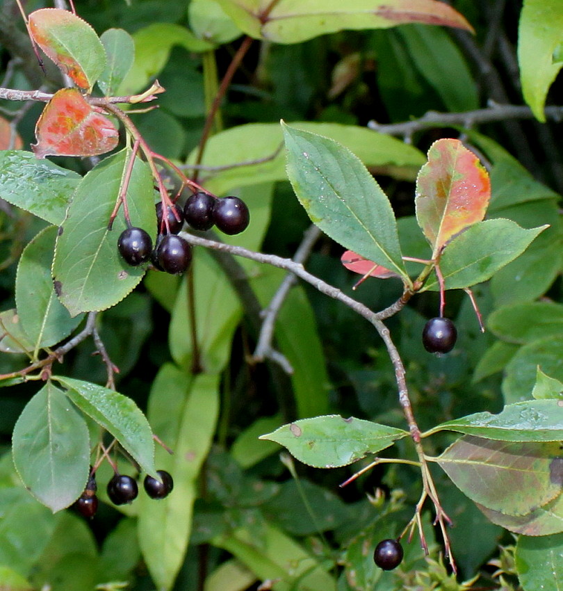 Изображение особи Aronia melanocarpa.