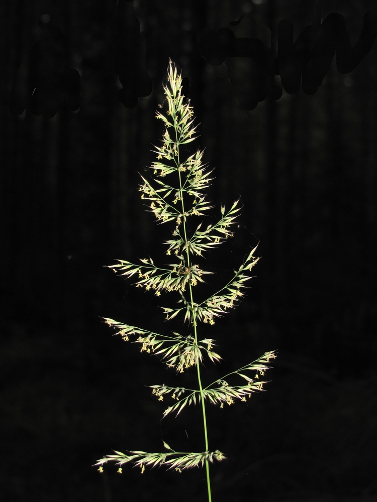 Image of Calamagrostis arundinacea specimen.