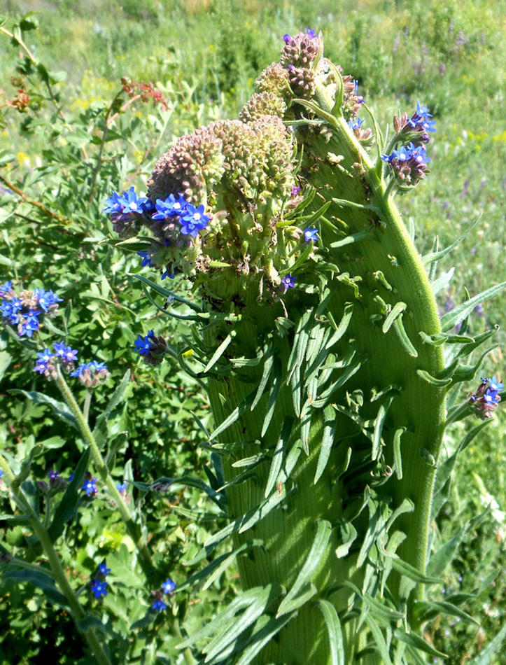 Изображение особи Anchusa procera.