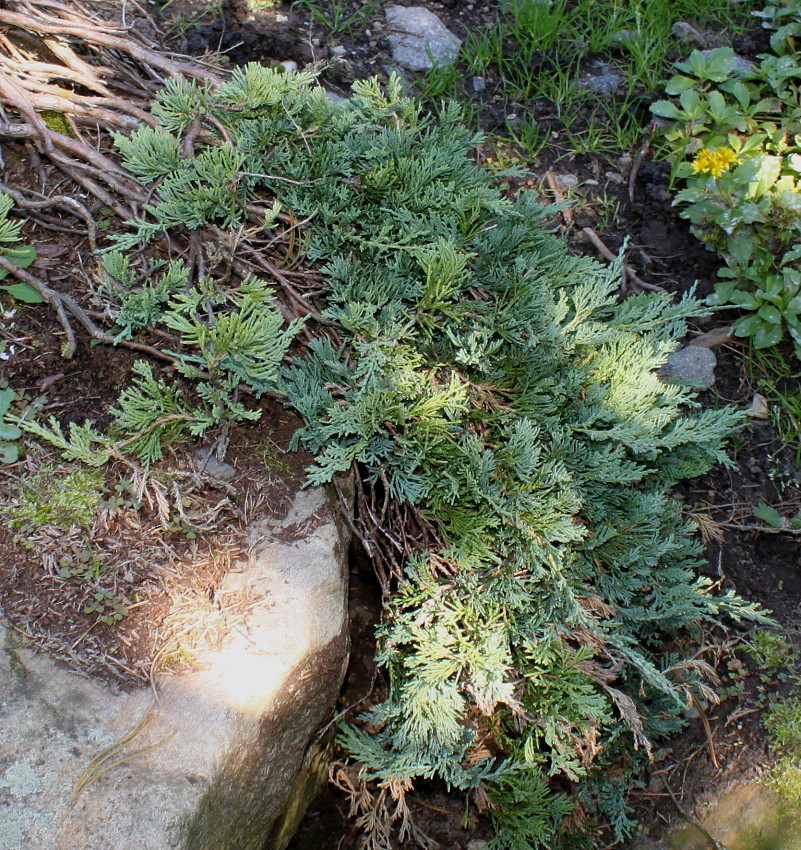 Image of Juniperus sabina specimen.