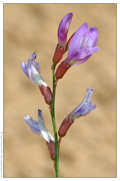 Image of Astragalus arenarius specimen.