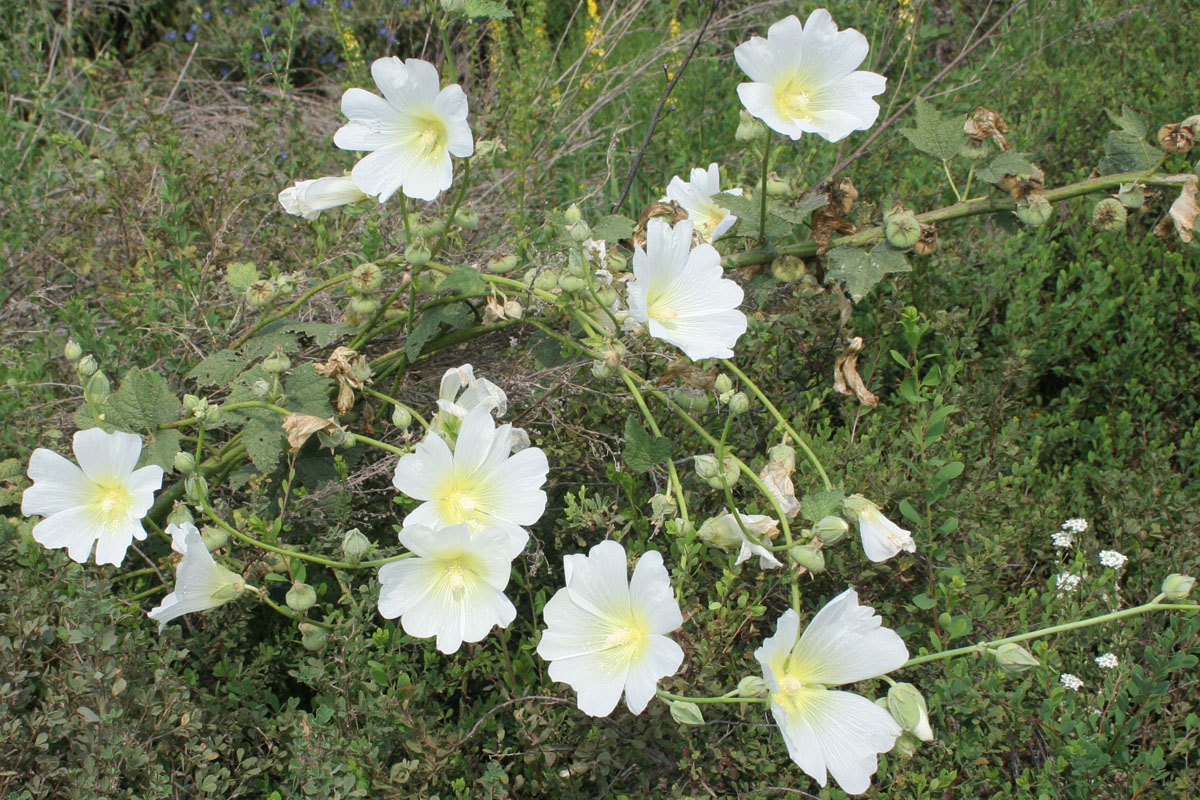 Image of Alcea nudiflora specimen.