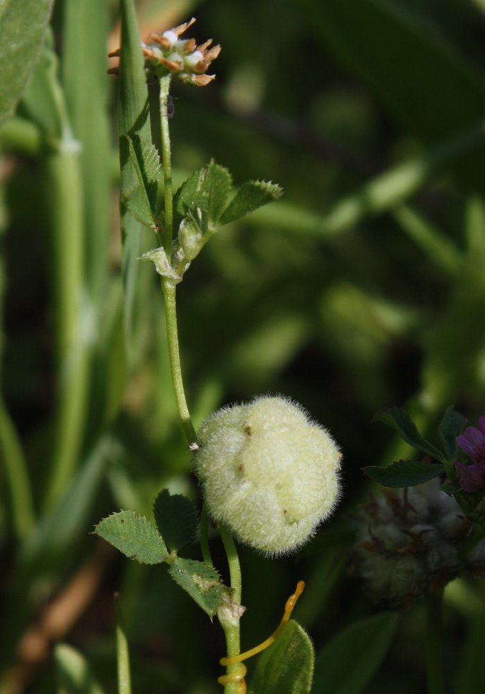 Image of Trifolium bullatum specimen.