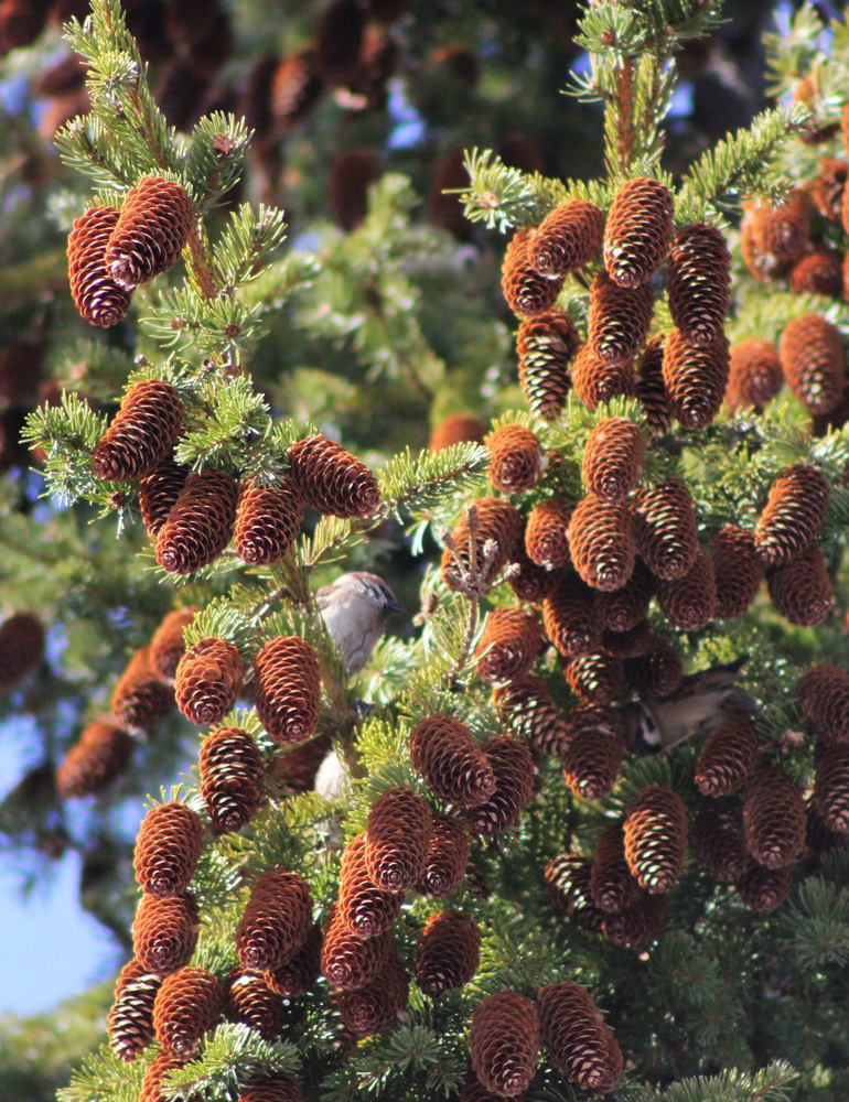 Image of Picea &times; fennica specimen.