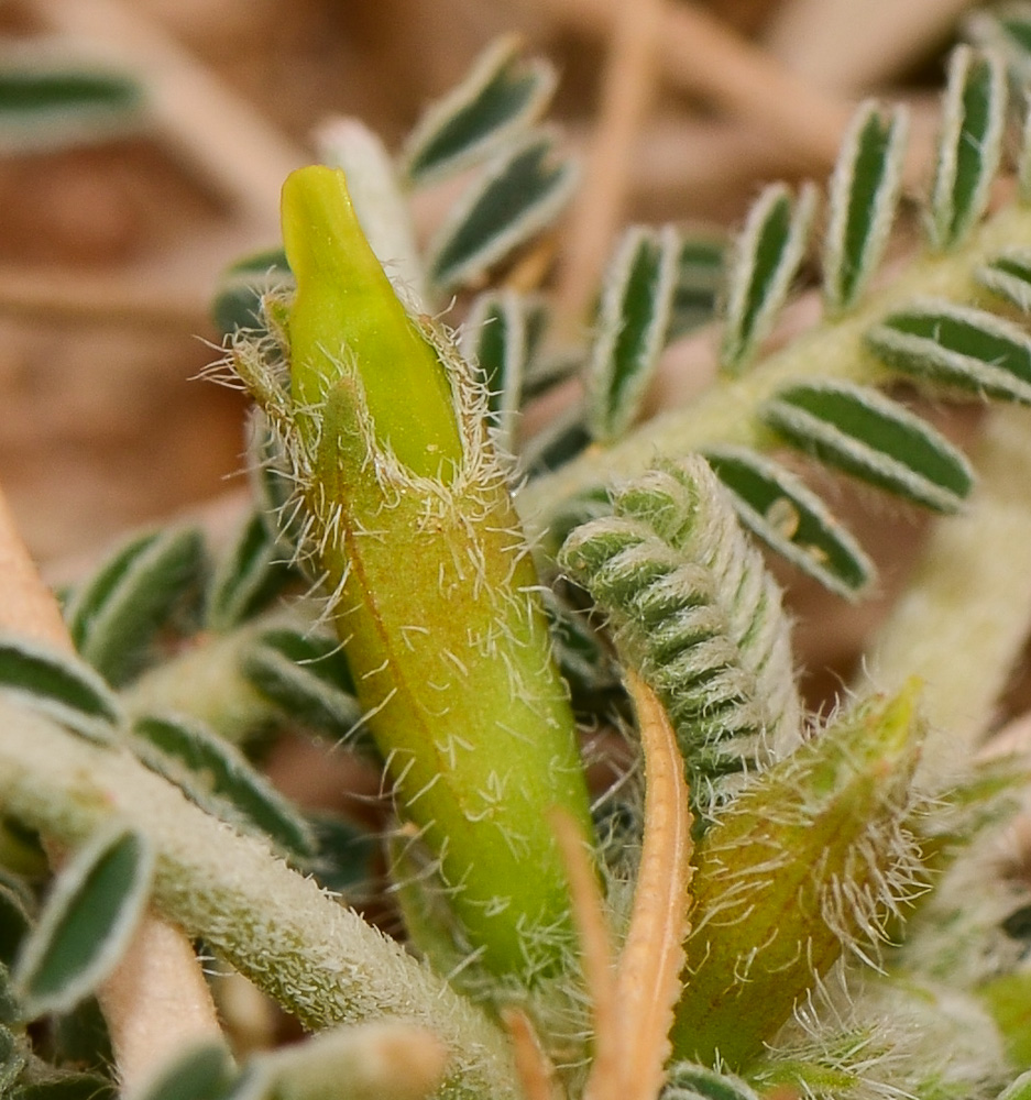 Изображение особи Astragalus sieberi.