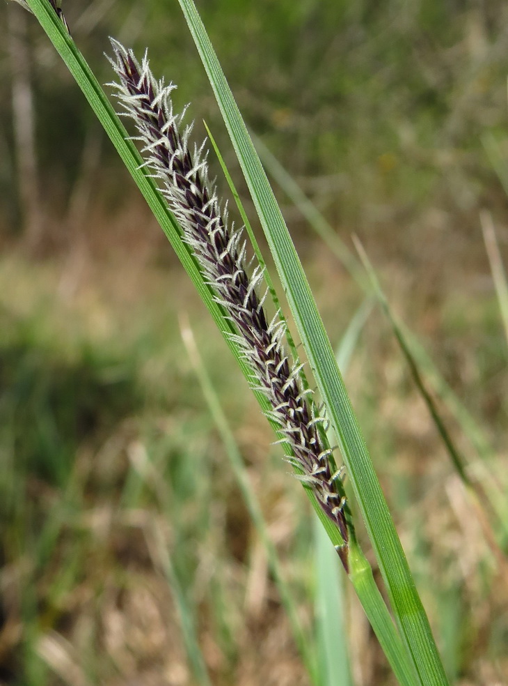 Image of Carex acuta specimen.