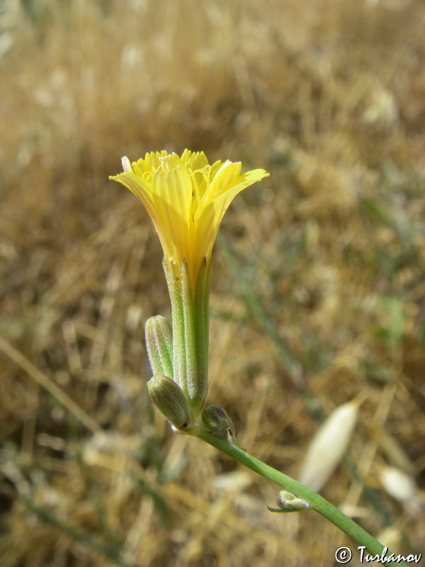 Изображение особи Chondrilla juncea.