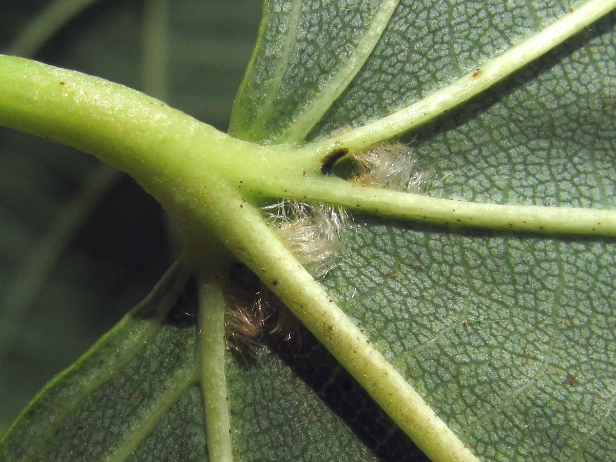 Image of genus Tilia specimen.