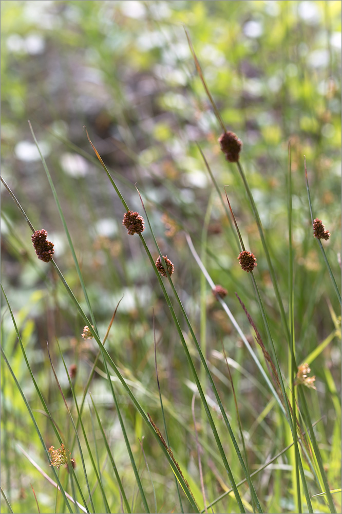 Image of Juncus conglomeratus specimen.