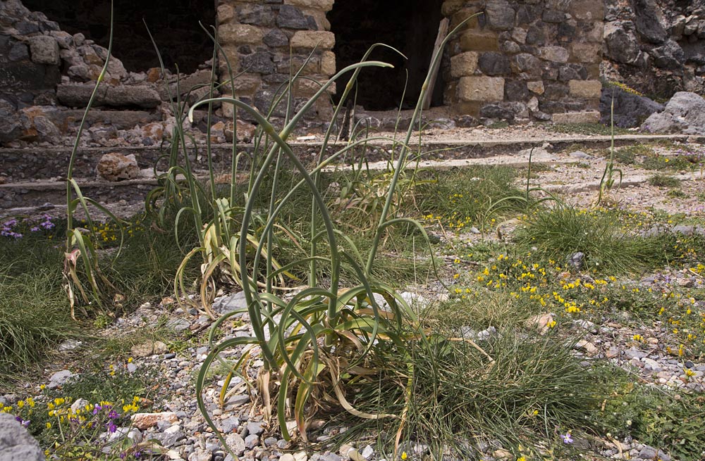 Image of Allium ampeloprasum specimen.