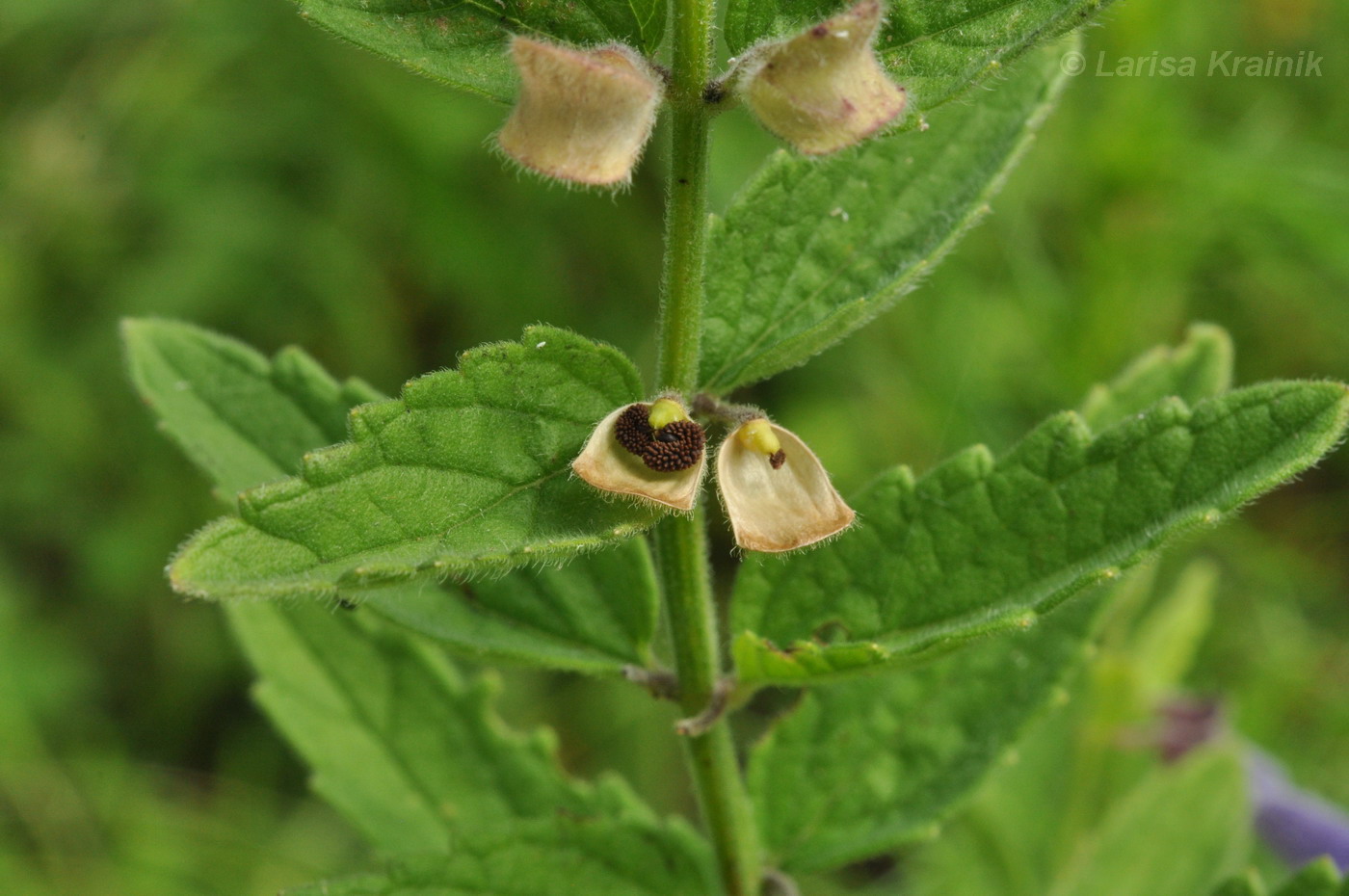 Изображение особи Scutellaria krasevii.