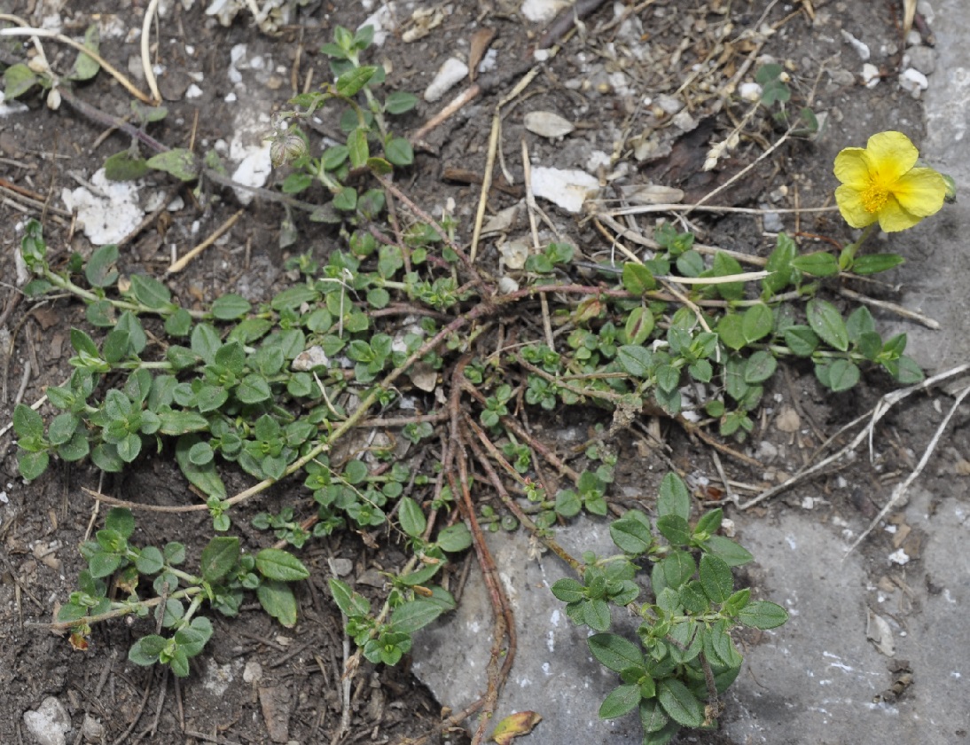 Image of Helianthemum alpestre specimen.