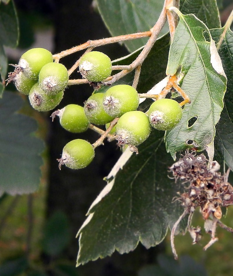 Изображение особи Sorbus intermedia.