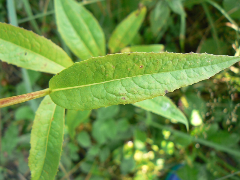 Изображение особи Lactuca sibirica.