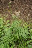 Cirsium erisithales