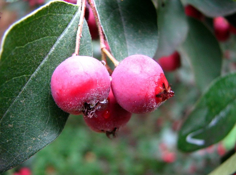 Image of Cotoneaster integerrimus specimen.