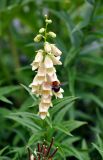 Digitalis ciliata. Соцветие с фуражирующим шмелём. Карачаево-Черкесия, окр. пос. Домбай, долина р. Аманауз. 27.07.2014.