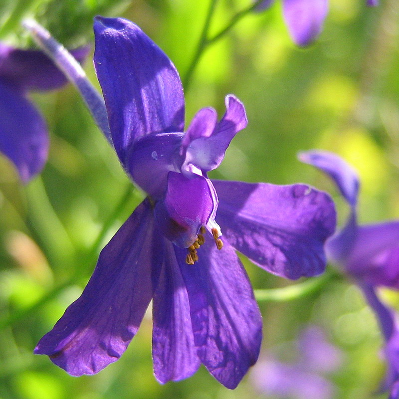 Image of Delphinium consolida specimen.