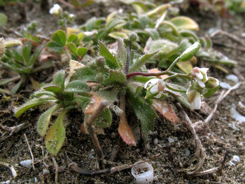 Изображение особи Erophila verna.