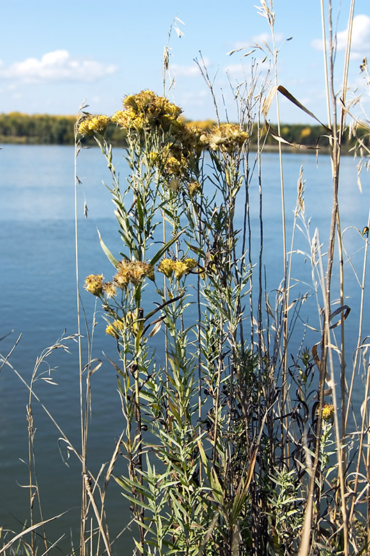 Image of Galatella biflora specimen.