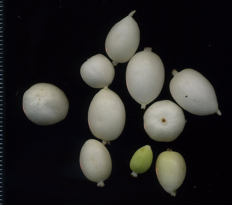 Image of Symphoricarpos albus var. laevigatus specimen.