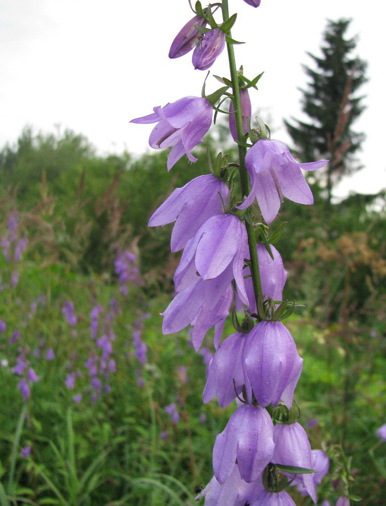 Изображение особи Campanula rapunculoides.