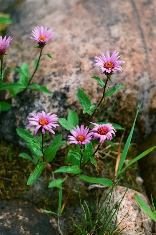 Изображение особи Aster sibiricus.