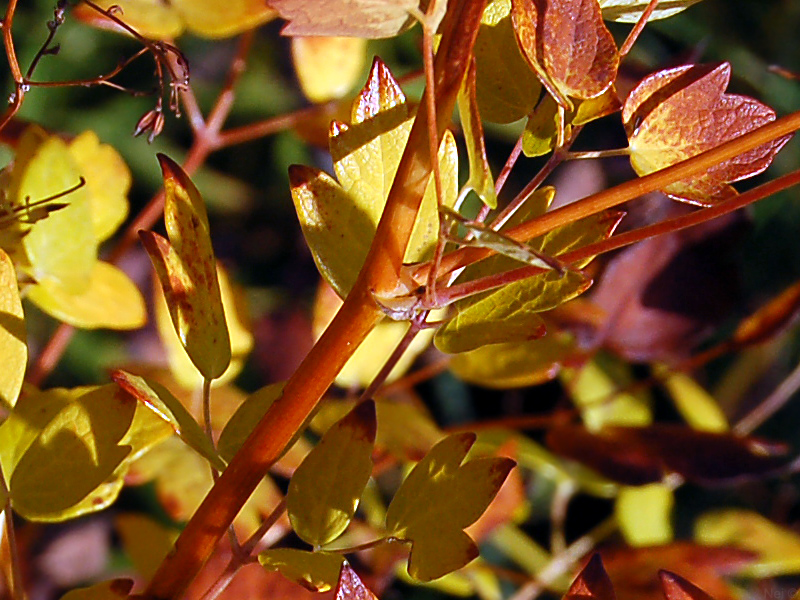 Image of Thalictrum minus specimen.