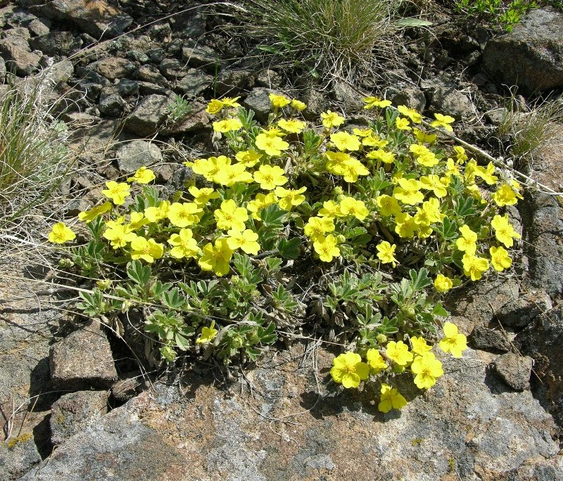 Изображение особи Potentilla incana.