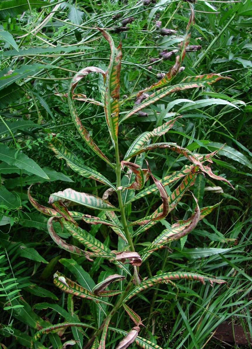 Image of Chamaenerion angustifolium specimen.