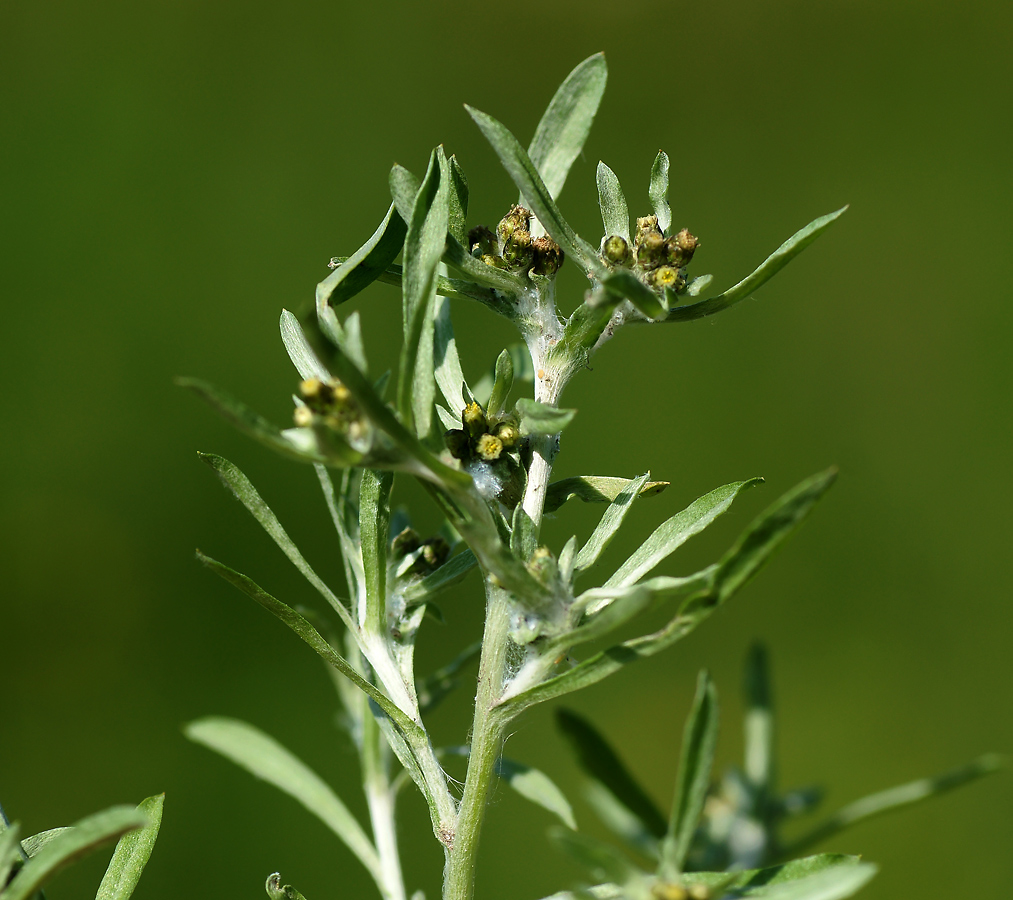 Image of Gnaphalium uliginosum specimen.