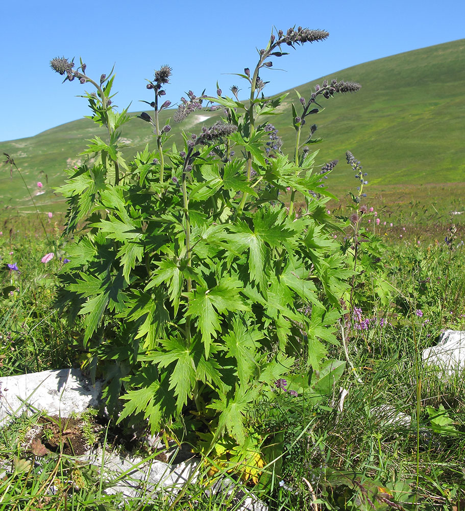 Изображение особи Delphinium flexuosum.