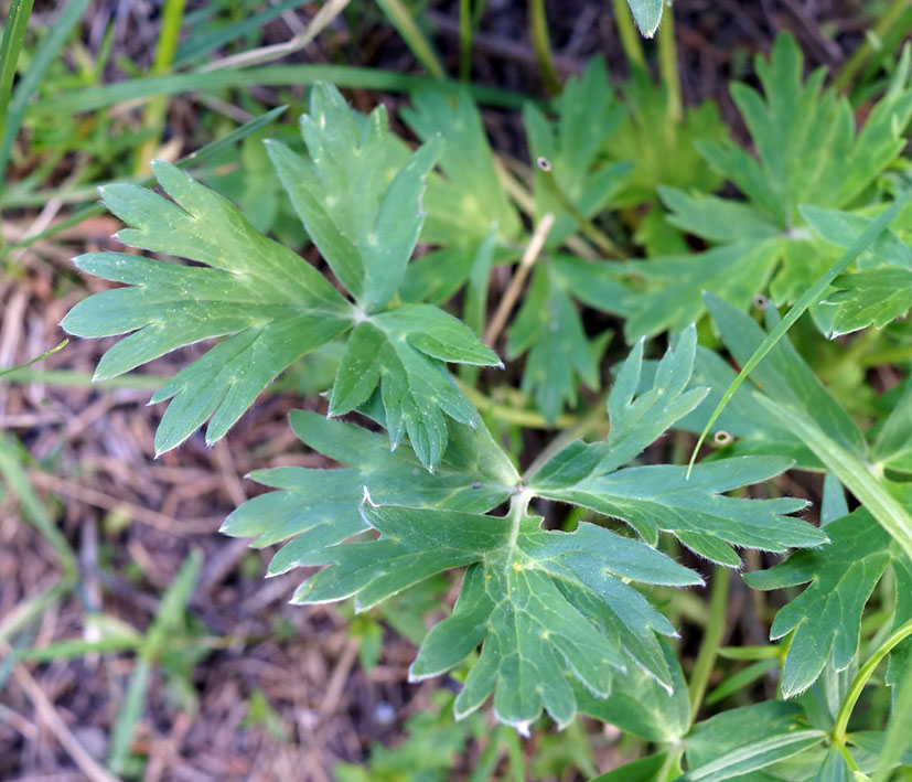 Изображение особи Anemonastrum protractum.