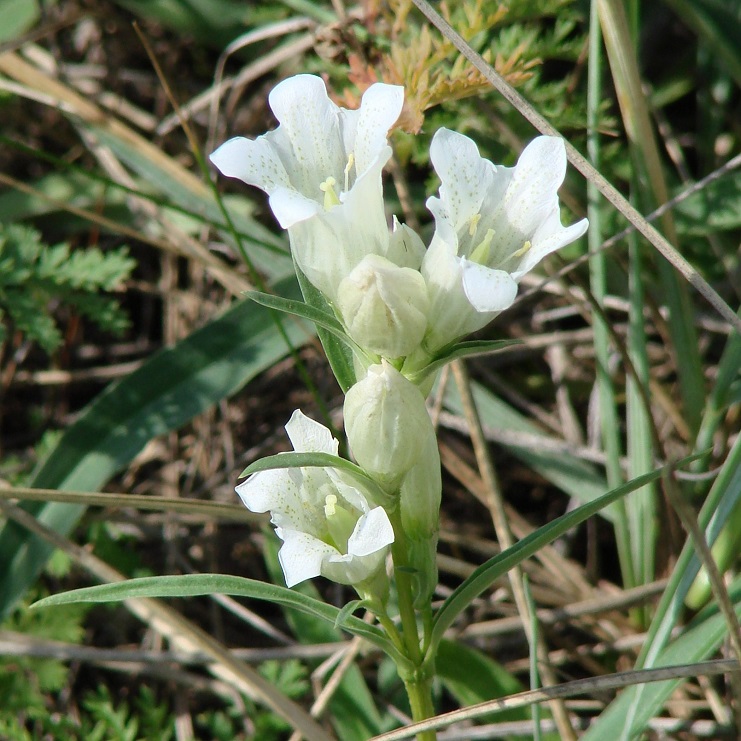 Изображение особи Gentiana decumbens.