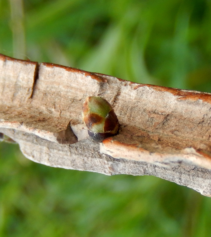 Image of Ulmus minor specimen.