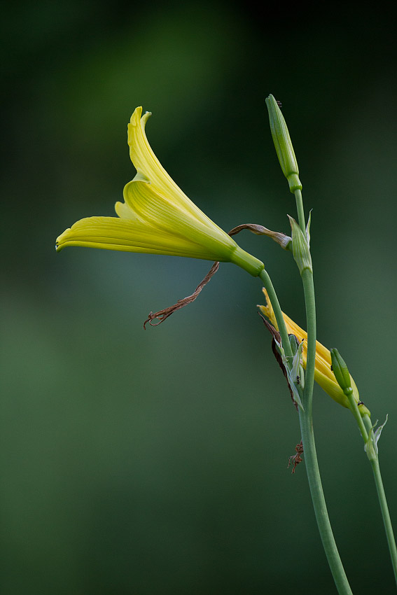 Изображение особи Hemerocallis minor.