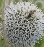 Echinops sphaerocephalus. Соцветие с фуражирующией пчёлой медоносной (Apis mellifera L.). Казахстан, Уланский р-н, окр. с. Украинка. 11.07.2005.