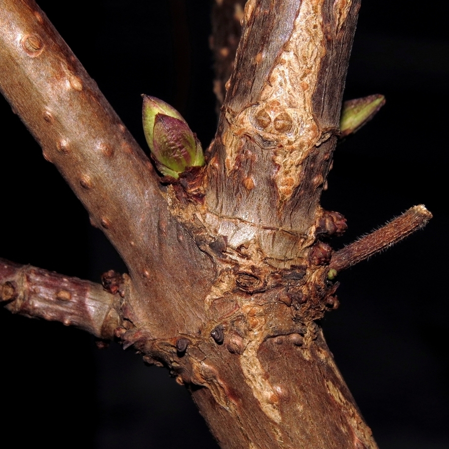 Image of Sambucus racemosa specimen.