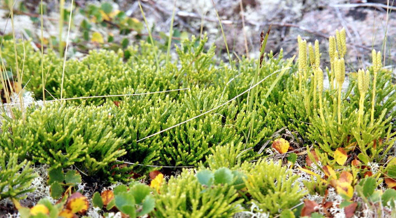 Image of Diphasiastrum montellii specimen.