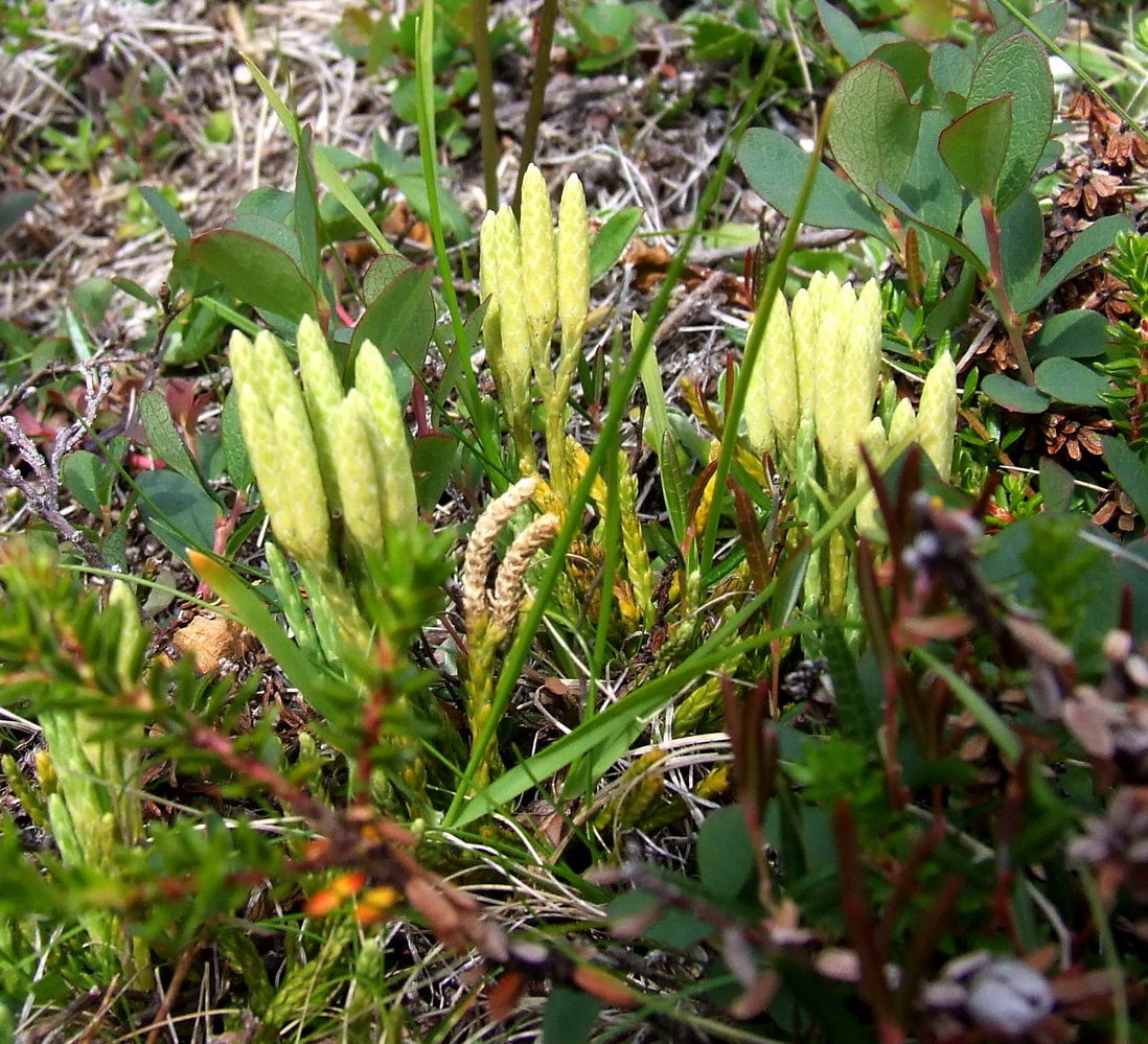 Image of Diphasiastrum montellii specimen.