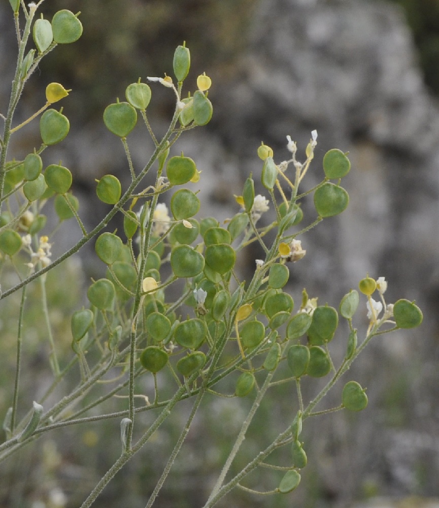 Image of Aurinia saxatilis specimen.