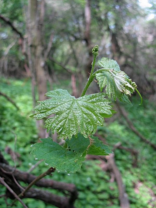 Image of Vitis gmelinii specimen.