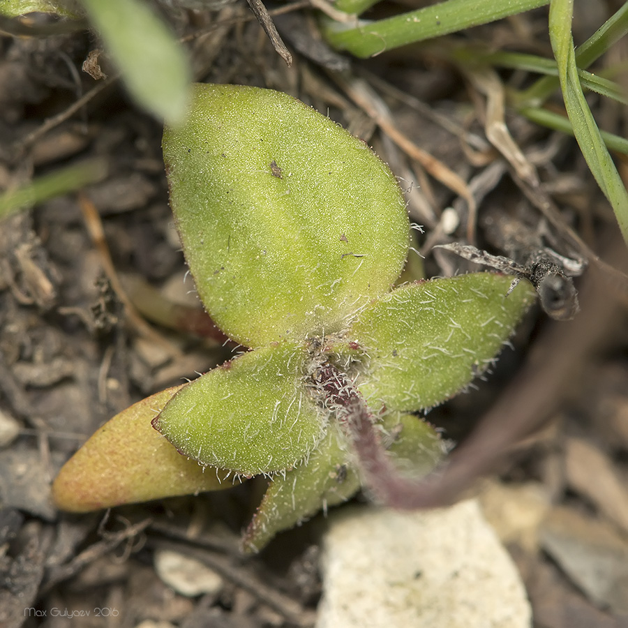 Image of Androsace maxima specimen.