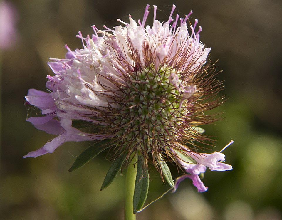 Image of Sixalix atropurpurea specimen.