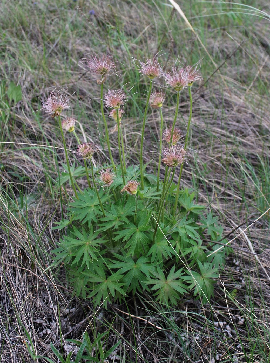 Image of Pulsatilla patens specimen.