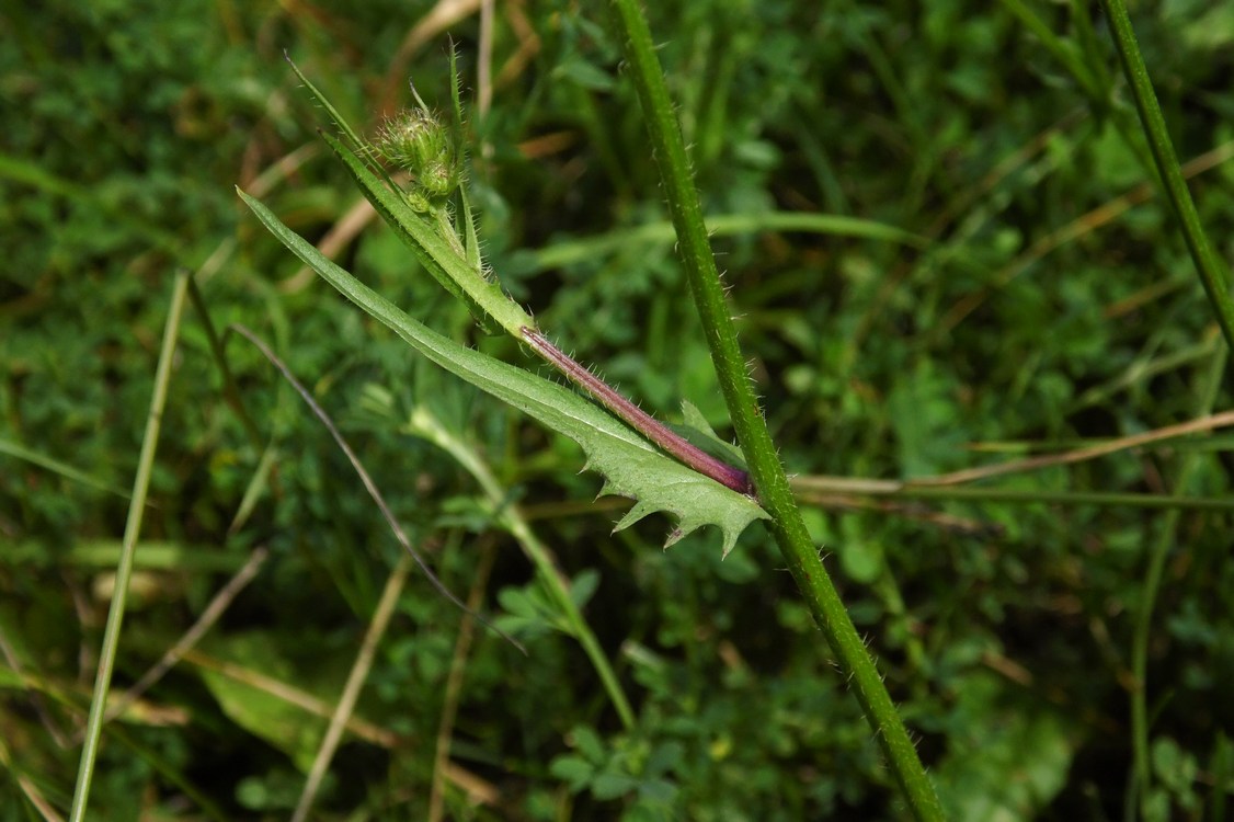 Изображение особи Crepis setosa.